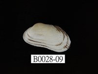 藏品(青鬍魁蛤)的圖片